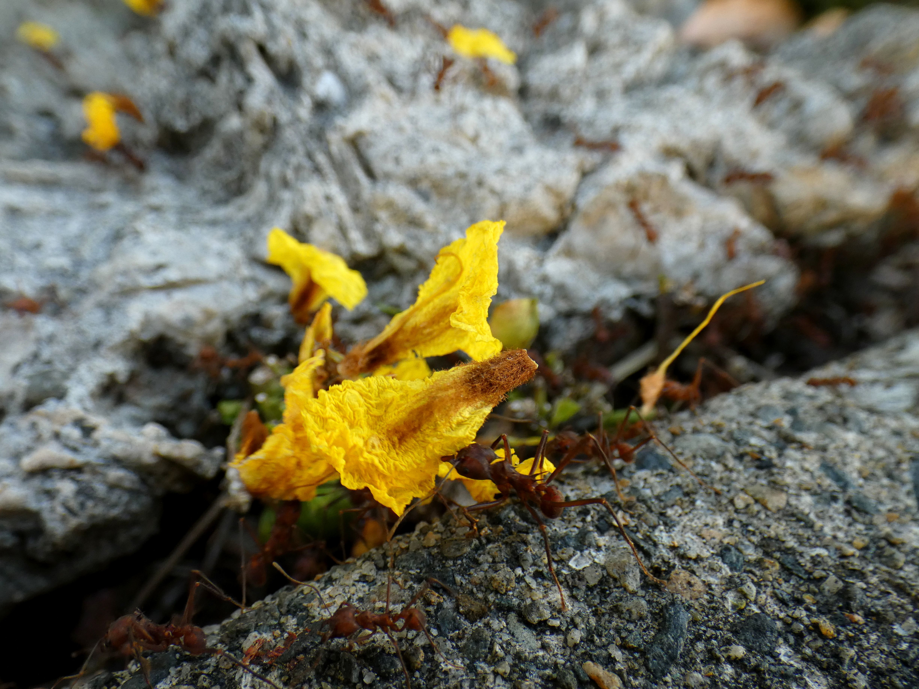 Cabinets of Curiosities